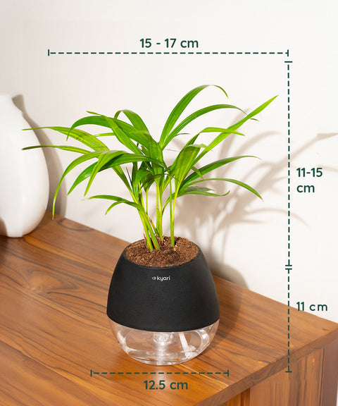 Areca Palm Plant With Nova Self Watering Pot