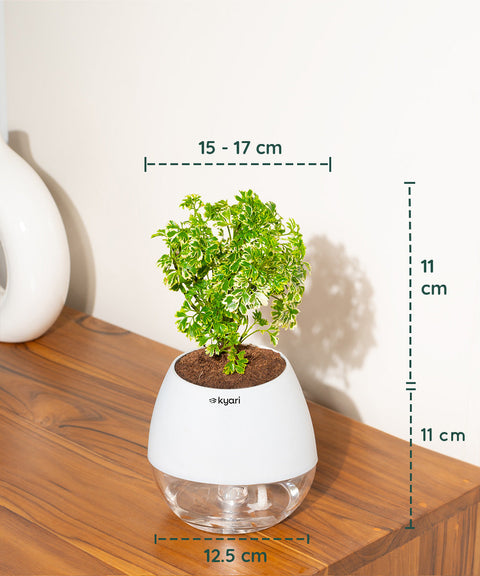 Aralia Variegated Plant With Nova Self Watering Pot