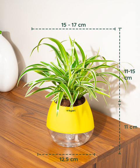 Spider Plant With Nova Self Watering Pot