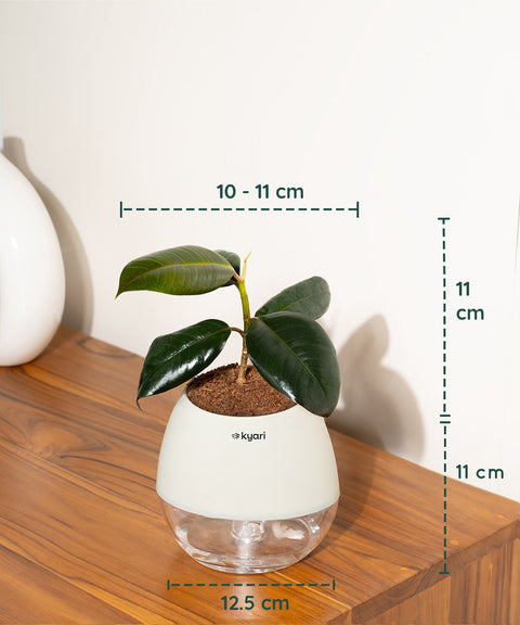 Black Rubber Plant with Self Watering Pot