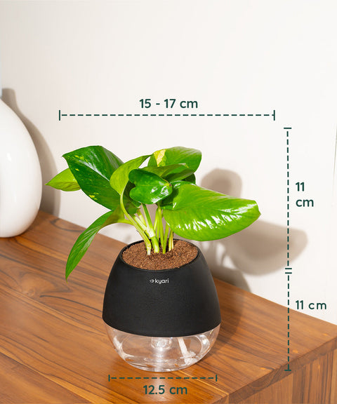 Golden Money Plant With Nova Self Watering Pot