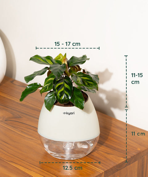 Peacock Plant With Nova Self Watering Pot