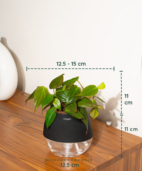 Philodendron Micans Plant With Self Watering Pot (Copy)