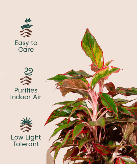 Aglaonema Lipstick Plant with Zen Planter