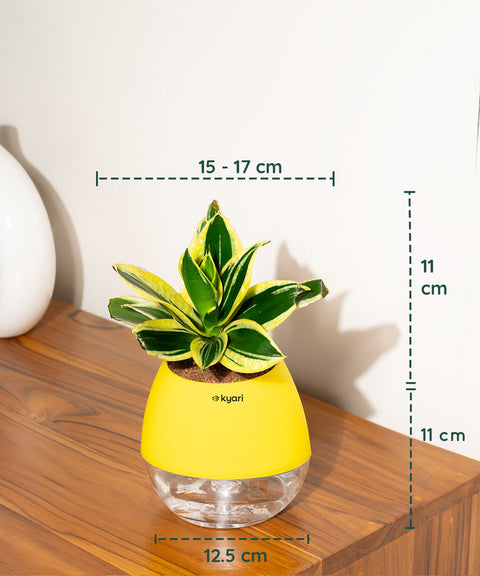 Golden Hahnii Snake Plant With Nova Self Watering Pot
