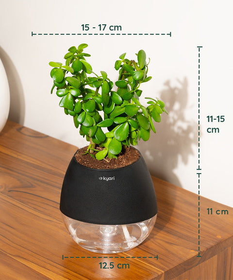 Lucky Jade Plant With Nova Self Watering Pot