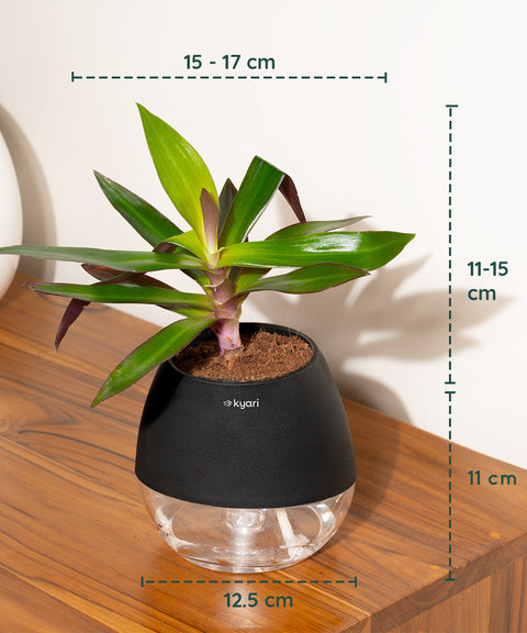Oyster Plant With Nova Self Watering Pot