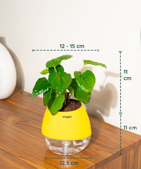 Betel Leaf Plant With Nova Self Watering Pot