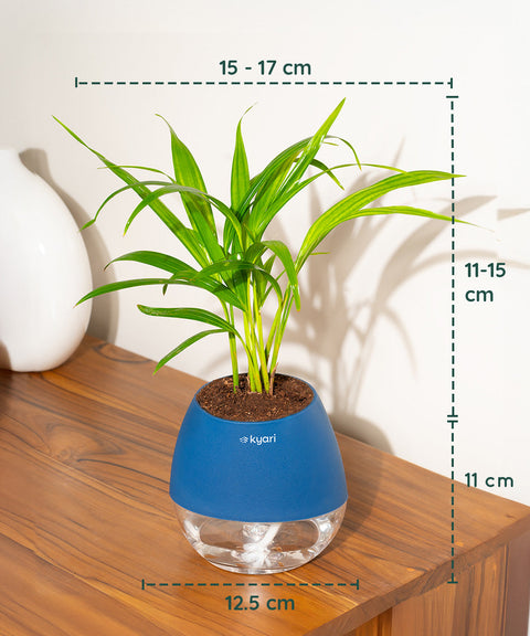 Areca Palm Plant With Nova Self Watering Pot