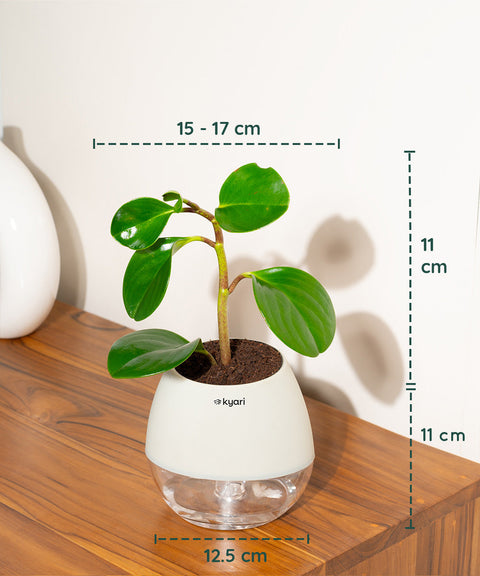 Peperomia Green Plant With Nova Self Watering Pot
