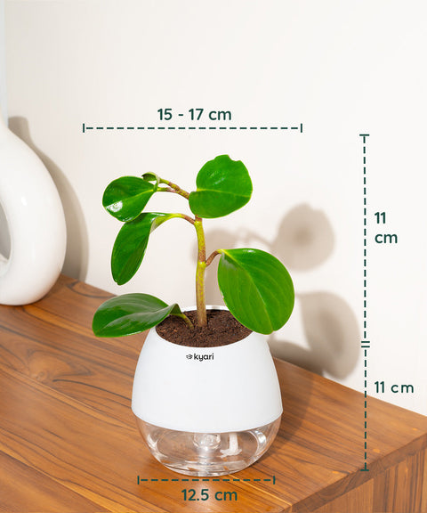 Peperomia Green Plant With Nova Self Watering Pot