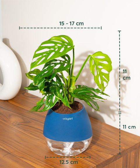 Philodendron Broken Heart Plant With Nova Self Watering Pot