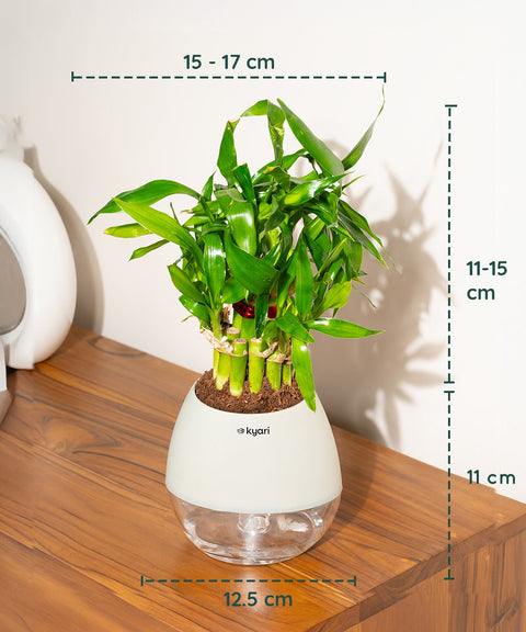 Lucky Bamboo Plant With Nova Self Watering Pot