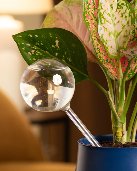 KYARI Plant Watering Globe - pack of 1