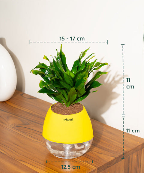 Dracaena Compacta Plant With Nova Self Watering Pot