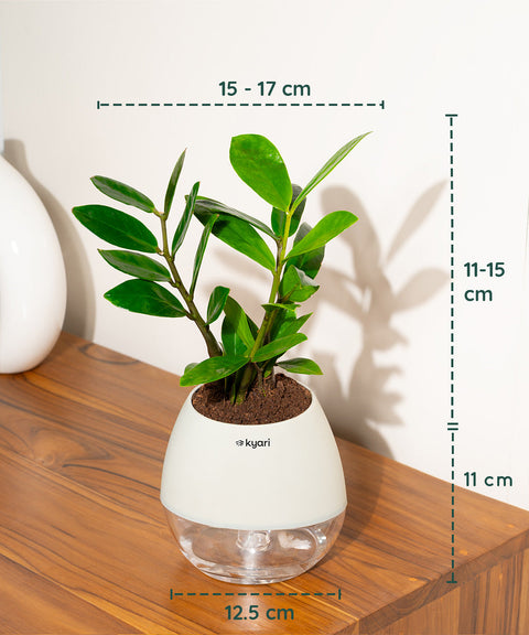 Zamia Green - ZZ Plant With Nova Self Watering Pot