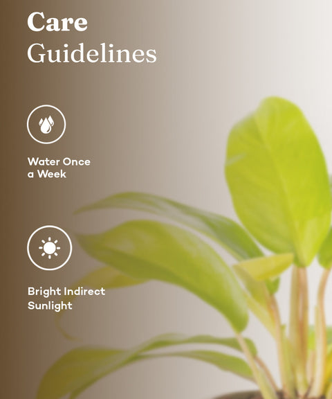 Philodendron Ceylon (Golden) Plant With Grow Pot - BYOB