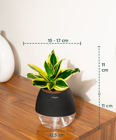 Golden Hahnii Snake Plant With Nova Self Watering Pot