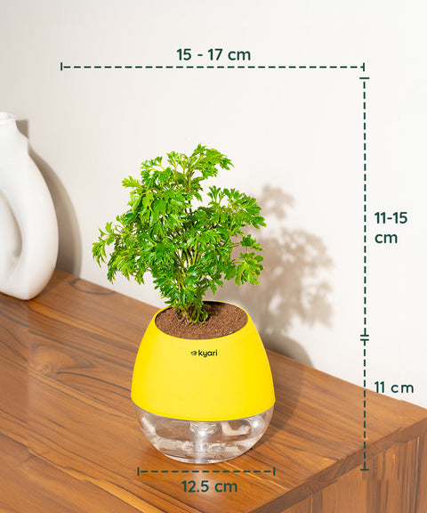 Aralia Green Plant With Nova Self Watering Pot