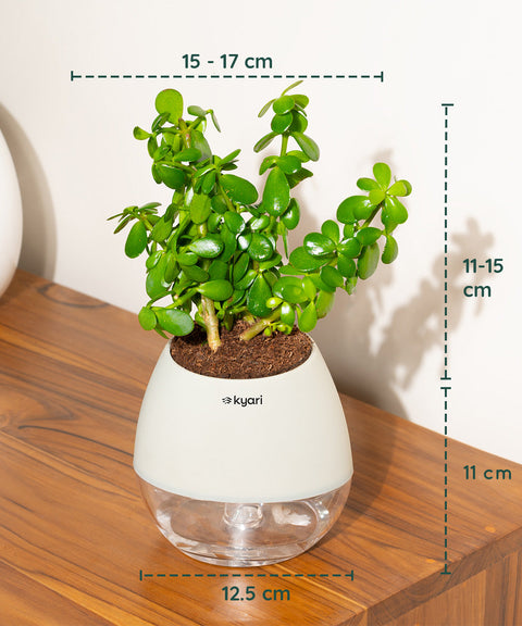 Lucky Jade Plant With Nova Self Watering Pot