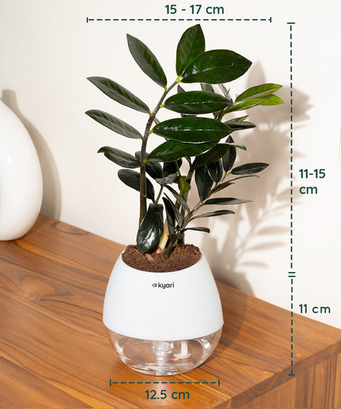 ZZ - Zamia Black Plant Nova