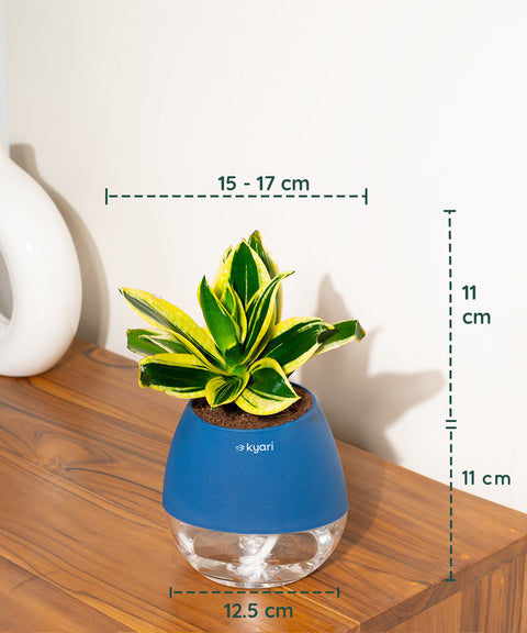 Golden Hahnii Snake Plant With Nova Self Watering Pot
