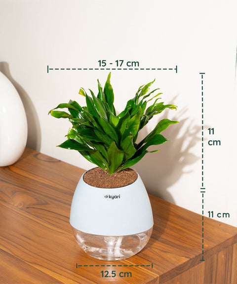 Dracaena Compacta Plant With Nova Self Watering Pot