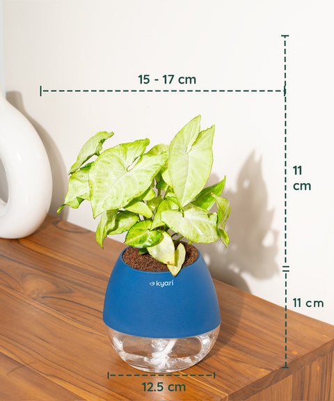 Syngonium Pixie White Plant With Nova Self Watering Pot