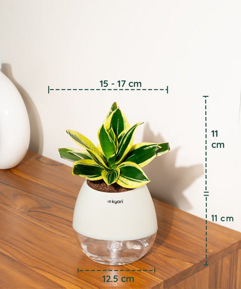 Golden Hahnii Snake Plant With Nova Self Watering Pot