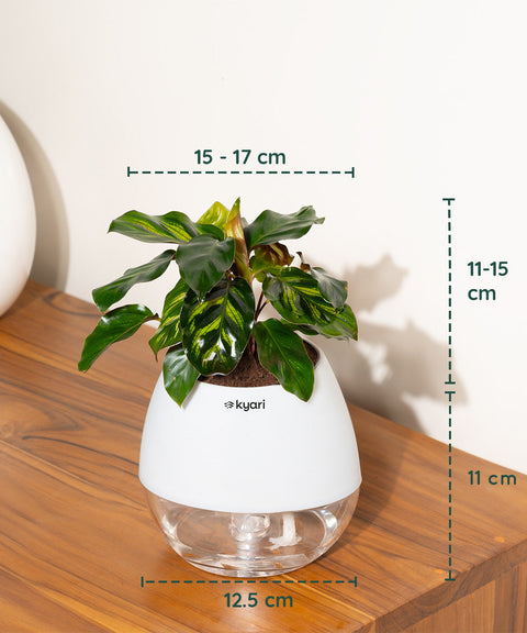 Peacock Plant With Nova Self Watering Pot