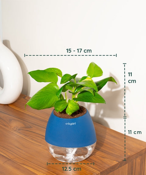 Money Variegated Plant With Self Watering Pot - CRED