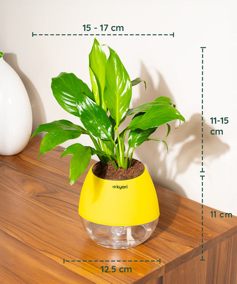 Peace Lily Plant With Nova Self Watering Pot