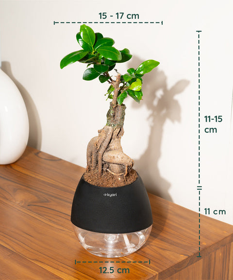 Lucky Bonsai Plant With Nova Self Watering Pot