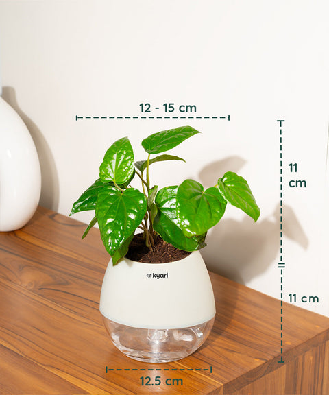 Betel Leaf Plant With Nova Self Watering Pot