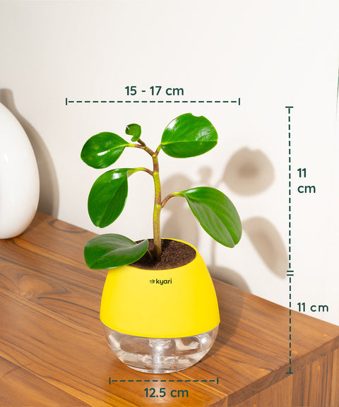 Peperomia Green Plant With Nova Self Watering Pot