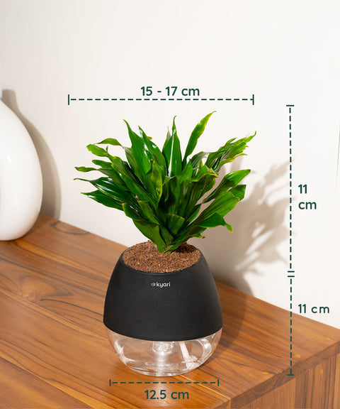 Dracaena Compacta Plant With Nova Self Watering Pot