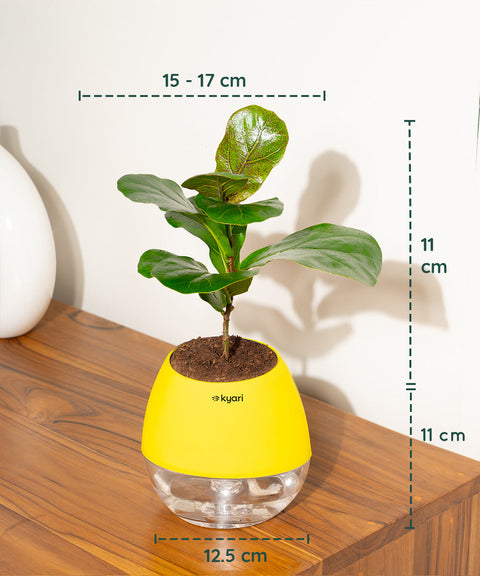 Fiddle Fig Plant With Nova Self Watering Pot