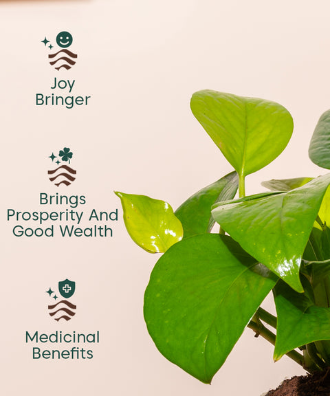 Money Variegated Plant With Self Watering Pot