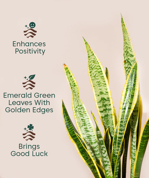 Golden Hahnii Snake Plant with Zen Planter