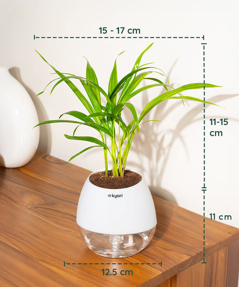 Areca Palm Plant With Nova Self Watering Pot