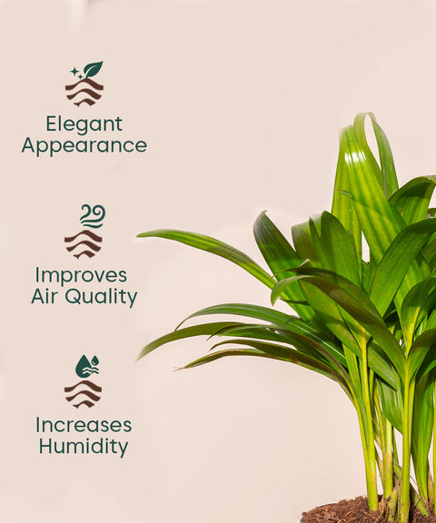 Areca Palm Plant With Self Watering Pot