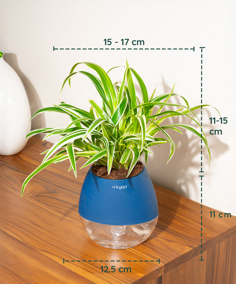 Spider Plant With Nova Self Watering Pot