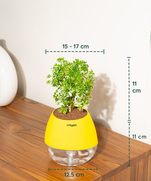 Aralia Variegated Plant With Nova Self Watering Pot