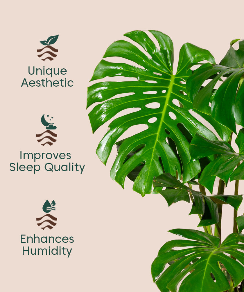 Monstera Deliciosa with Extra Large Metal Self Watering Pot – shop.kyari