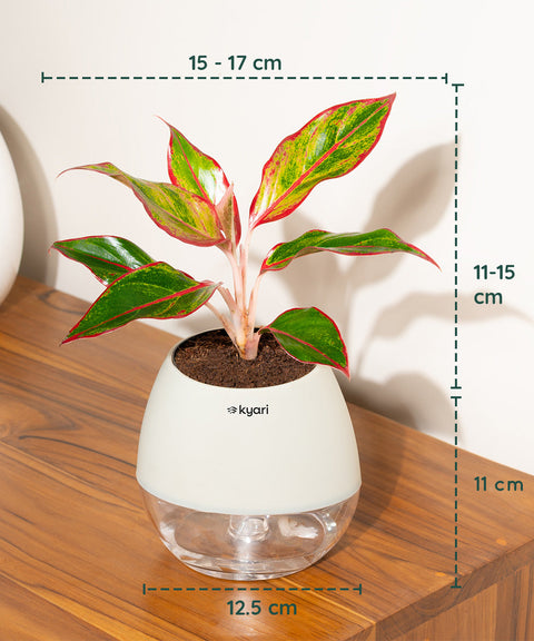 Aglaonema Lipstick Plant With Nova Self Watering Pot