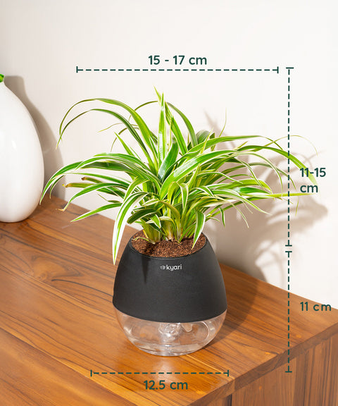 Spider Plant With Nova Self Watering Pot