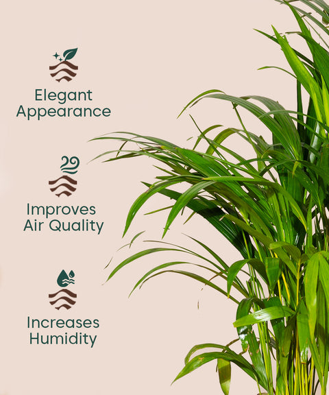 Areca Palm with Extra Large Metal Self Watering Pot Bonanza