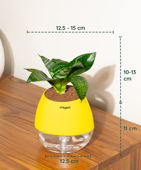 Green Snake Plant With Nova Self Watering Pot