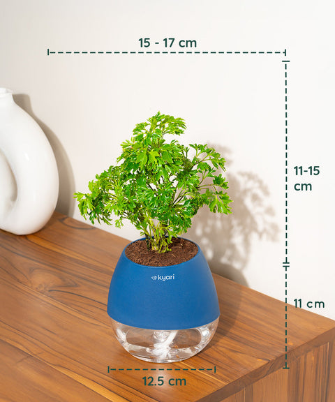 Aralia Green Plant With Nova Self Watering Pot