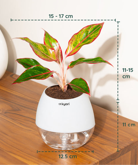 Aglaonema Lipstick Plant With Nova Self Watering Pot